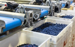 gpgraders-blueberry-sorting-is the next move