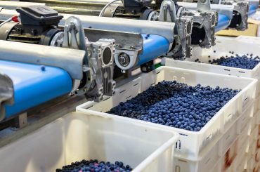 gpgraders-blueberry-sorting-is the next move