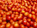gpgraders-GP Graders’ AirJet® Cherry and Grape Tomato Grader