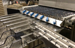 gpgraders-Perfect Blueberry Sorting