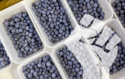 gpgraders-a-blueberry-revolution