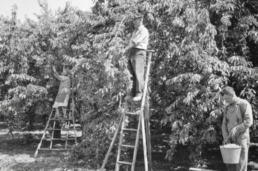 gpgraders-Dasso-Farms-Cherry-Picking-1950s