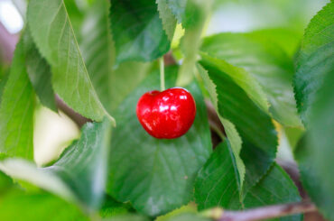 gpgraders-Year-2-Cherries-Traceability-Pilot