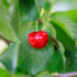 gpgraders-Year-2-Cherries-Traceability-Pilot